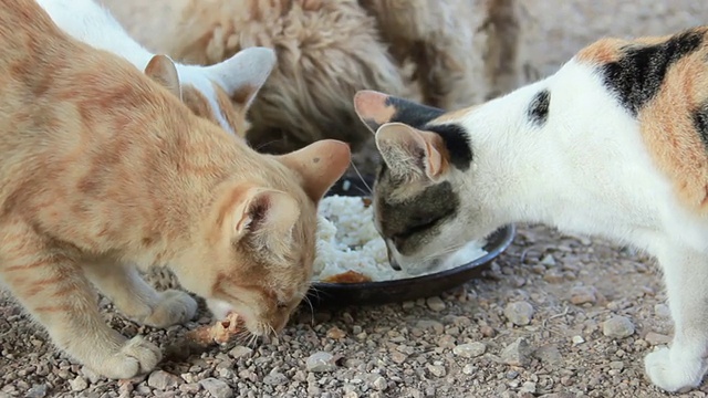 猫和狗一起吃饭。视频素材