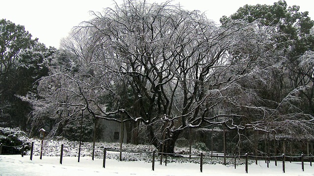 陆厂花园中覆盖着积雪的樱桃树视频素材