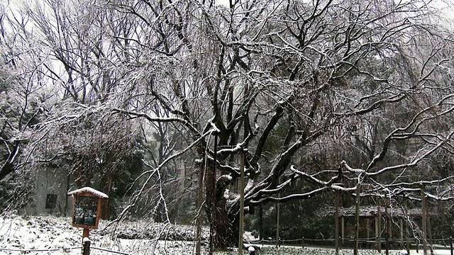 陆厂花园中覆盖着积雪的樱桃树向上倾斜视频素材