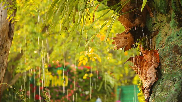 雨带着树叶的背景。视频素材