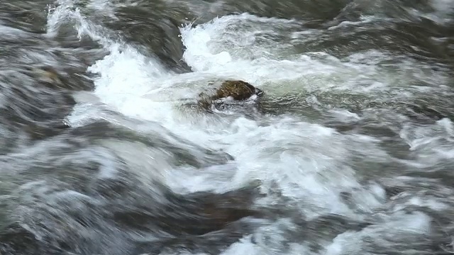 湍流瀑布。视频素材