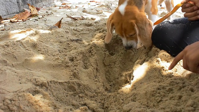 小猎犬试着挖掘视频素材