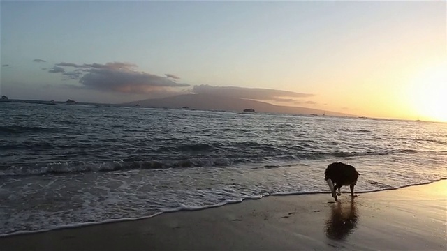 狗追逐木棍沿着夏威夷海岸与日落的背景视频素材