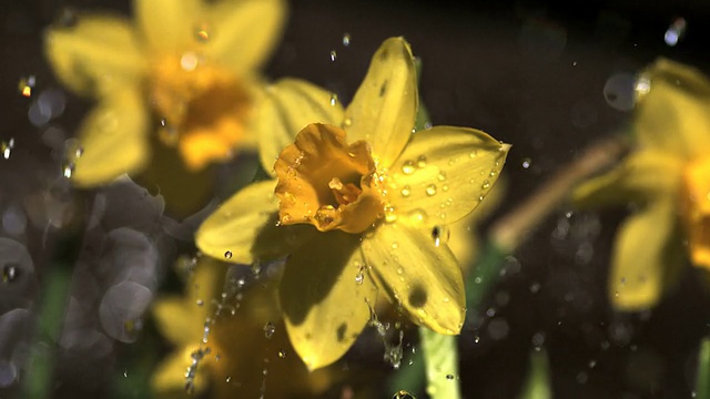 微型水仙花在雨中阵雨，慢镜头视频素材