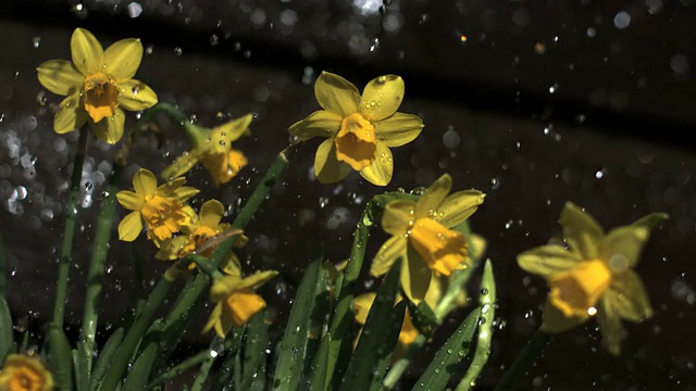 微型水仙花在雨中阵雨，慢镜头视频素材