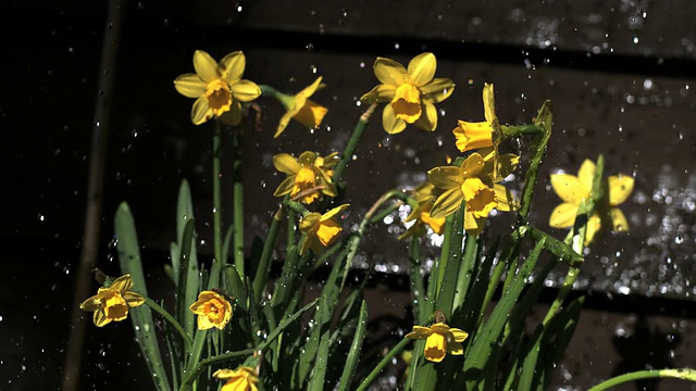 微型水仙花在雨中阵雨，慢镜头视频素材