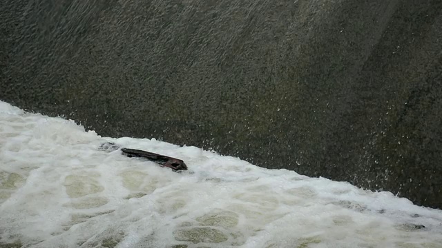 大雨过后，在一个低水头的水坝上，湍急的水流溢出视频素材