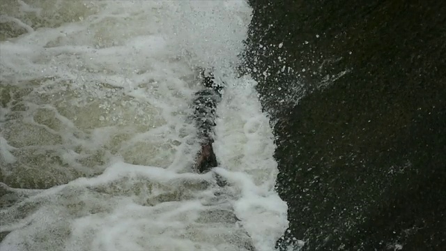 大雨过后，在一个低水头的水坝上，湍急的水流溢出视频素材