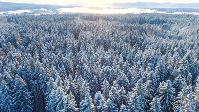 空中飞行在冬天被雪覆盖的森林视频素材