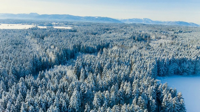 空中飞行在冬天被雪覆盖的森林LR Pan视频素材