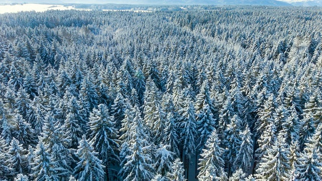 空中飞行在冬天被雪覆盖的森林视频素材