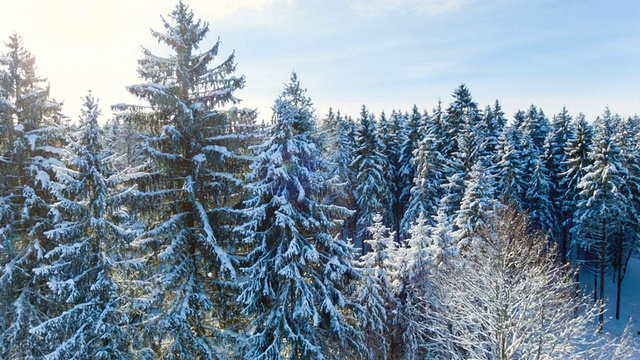 空中飞行在冬天被雪覆盖的森林视频素材