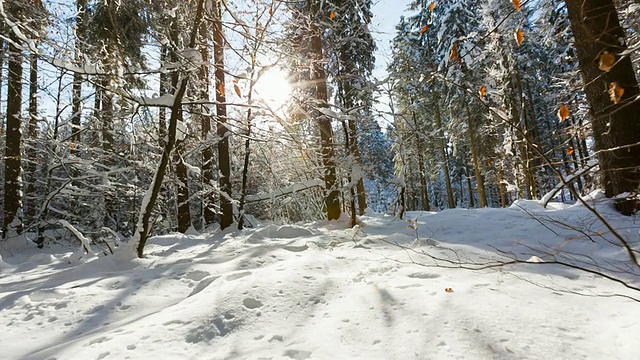 在冬天，阳光穿过被雪覆盖的森林，POV视频素材