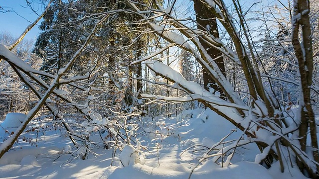 在冬天，阳光穿过被雪覆盖的森林，POV视频素材