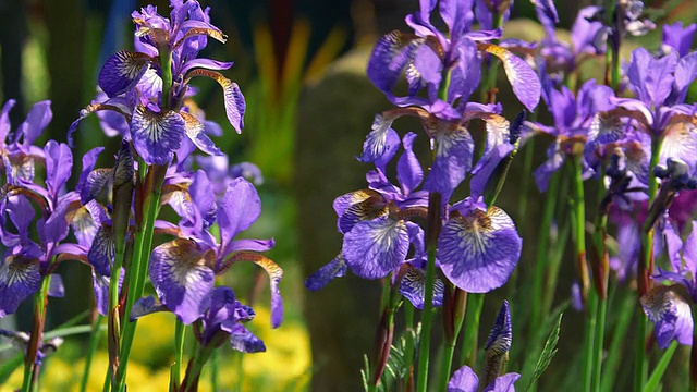 花园的花视频素材