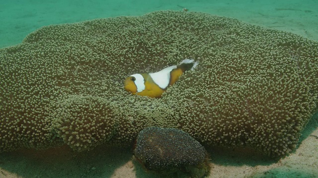 海葵的海床视频素材