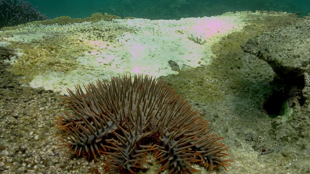 以及棘冠海星视频素材