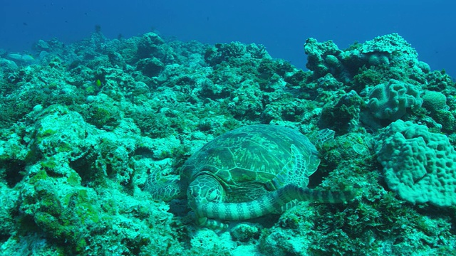 绿海龟和海蛇视频素材