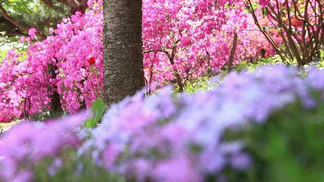 花园画廊花坛视频素材