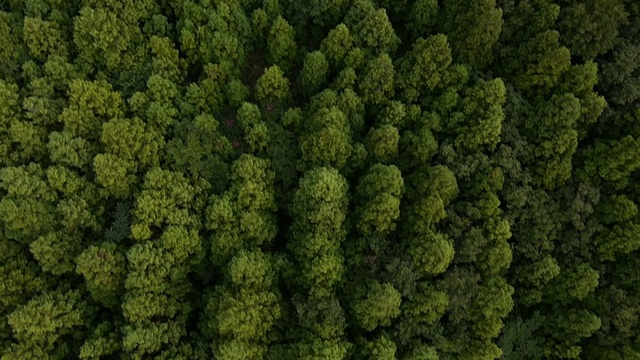 地质遗迹火山锥(韩国自然遗迹444)的高树区视频素材