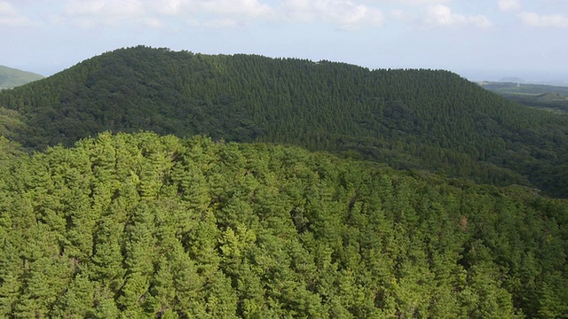 摄于火山锥的树木区域(韩国自然纪念碑444)视频素材