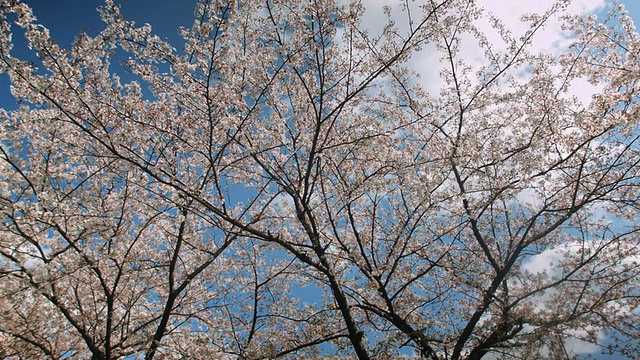 潘小姐，在名古屋山崎河边看樱花视频素材