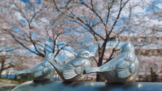 铜鸟雕塑附近的山崎河，名古屋，樱花在背景，行人视频素材