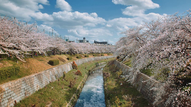 名古屋山崎河风景，樱花环绕视频素材