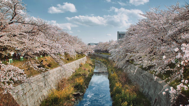 名古屋山崎河风景，樱花环绕视频素材