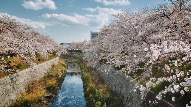 名古屋山崎河风景，樱花环绕视频素材