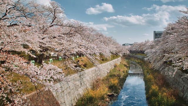 名古屋山崎河风景，樱花环绕视频素材