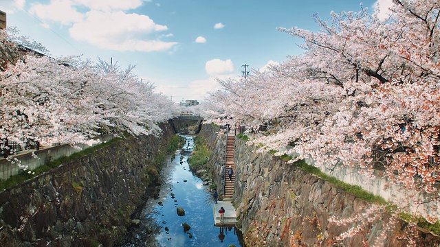 名古屋山崎河风景，樱花环绕视频素材