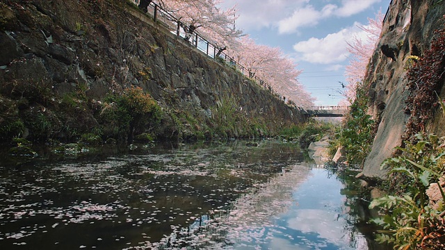 名古屋山崎河WS，樱花环绕视频素材