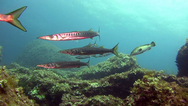 地中海的一群梭鱼(Sphyrena viridensis)视频素材