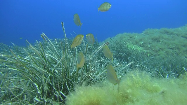 MS Salema porgy鱼在海草中(Sarpa salpa)视频素材