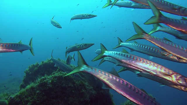 地中海梭鱼学院(Sphyrena viridensis)视频素材