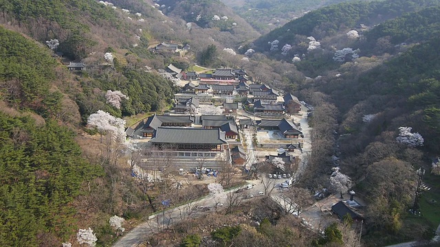 春观花撒寺视频素材