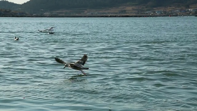 一群在博吉尔多岛附近海面上搜寻猎物的海鸥视频素材