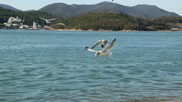 一群海鸥在波吉尔多岛附近的海面上飞行和搜寻猎物视频素材