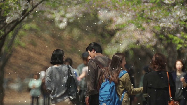 一对年轻夫妇和人们走在延世大学校园里樱花盛开的街道上视频素材