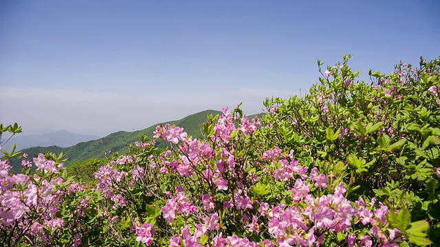 索白山的皇家杜鹃花和晴朗的天空视频素材