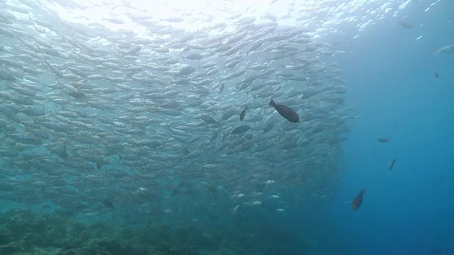 女子自由潜水在大型学校trevally / Sipadan，沙巴，马来西亚视频素材