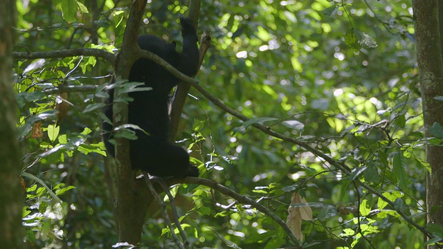 MS Sun bear on tree with moving position /山打干，沙巴州，马来西亚视频素材