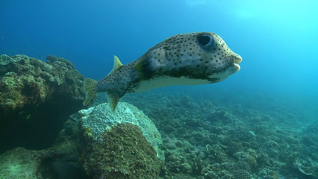 Porcupine pufferfish到达马来西亚沙巴的立交桥视频素材