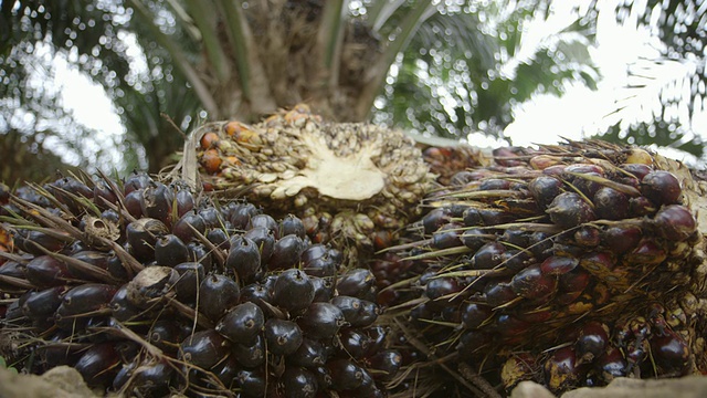 石油棕榈果/ Tawau, Sabah，马来西亚视频素材