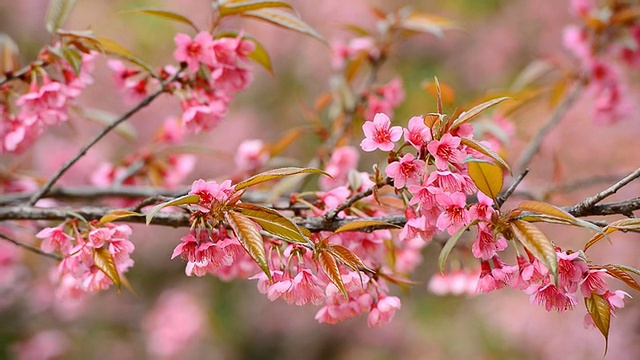 樱花视频素材