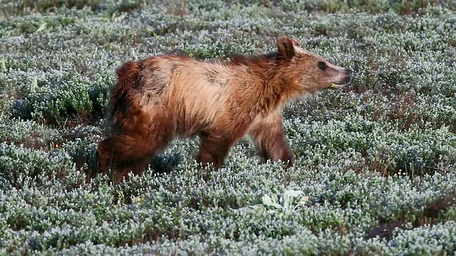 早春时节，一岁大的灰熊(Ursus arctos)走过一片草地视频素材