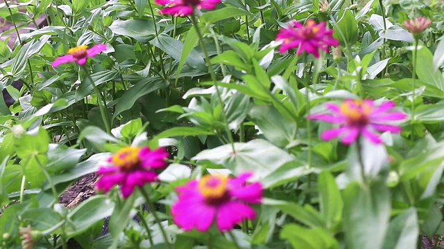 紫Zinnia花视频素材