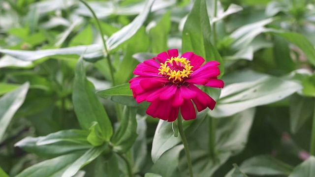 红色Zinnia花视频素材