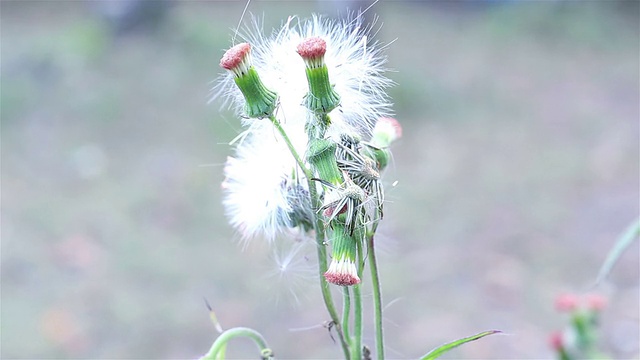 风中的花粉视频素材